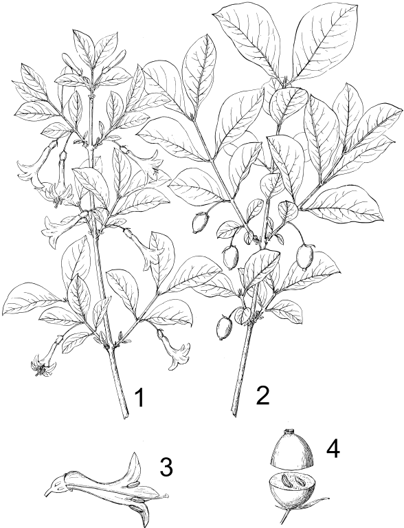 1. A flowering branch, 2. A fruiting branch, 3. Longitudinal section of a flower, 4. Fruit cut horizontally.