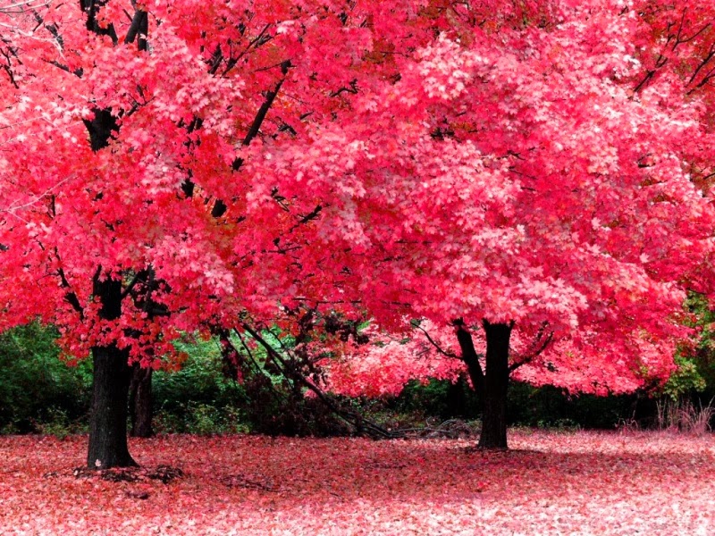 Las Imagenes Mas Sorprendentes de la Red Los mas bellos bosques rosas