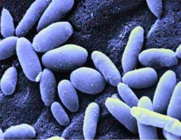 CANDIDOZA (CANDIDA)