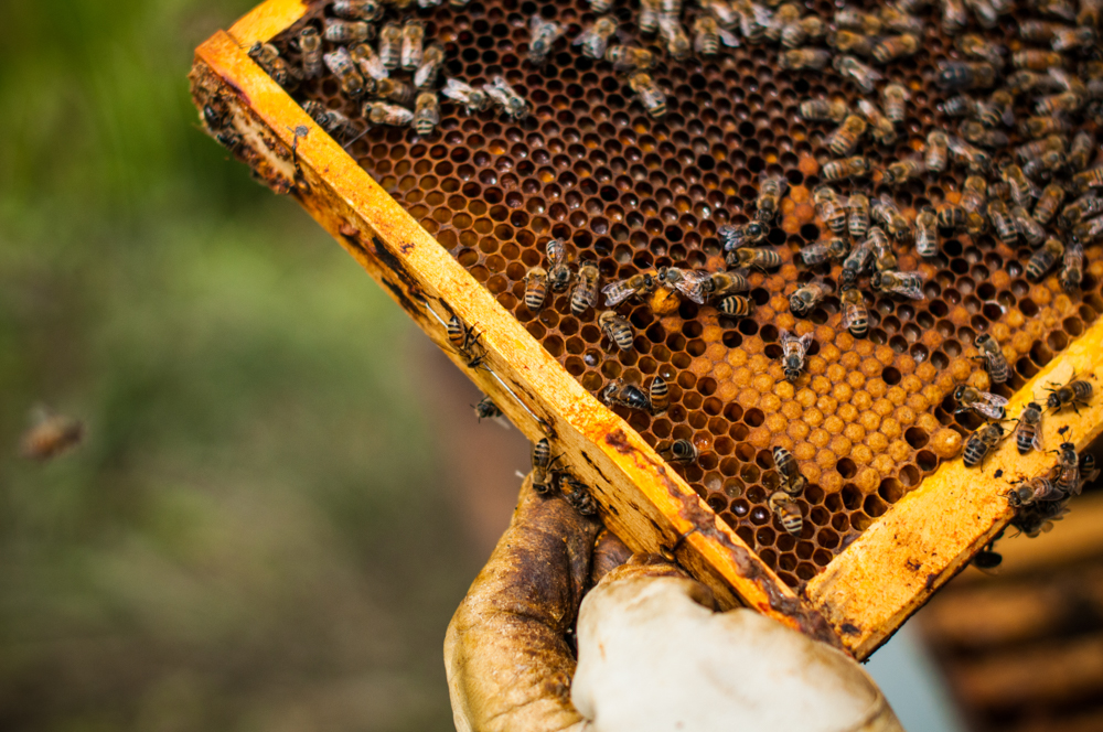 Мед пчелы пасека