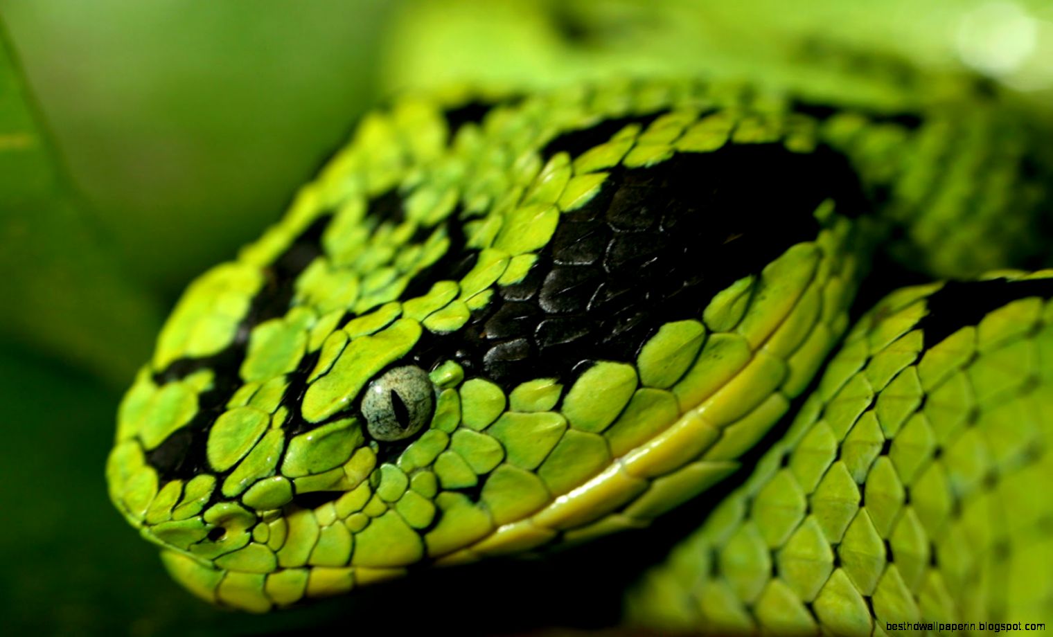 Macro Photography Green Snakes Wallpaper 6128 Wallpaper