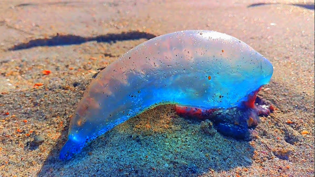 Portuguese Man of Wars Wash Up On Florida Beaches