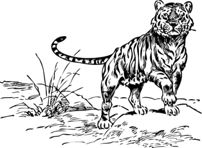 Realistic tiger chinese new year coloring page in 2021 Januari 2012