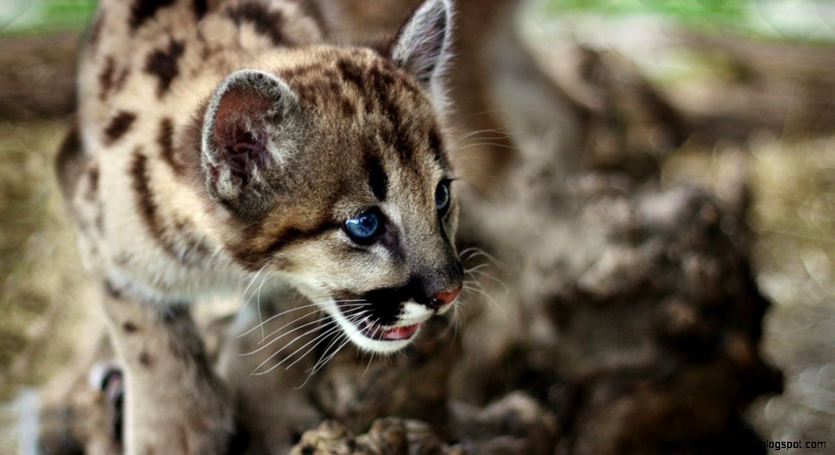 Popular Screensavers 6858274