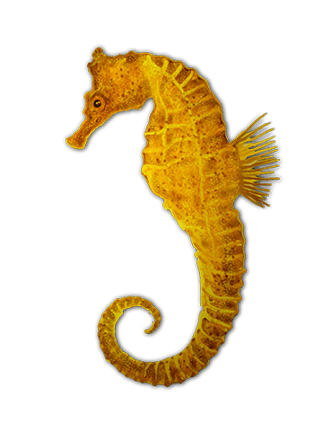 Sex for Fish Wikipedia