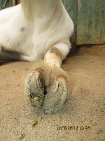 Richcat 山羊居 Trim Hooves 羊蹄的修剪