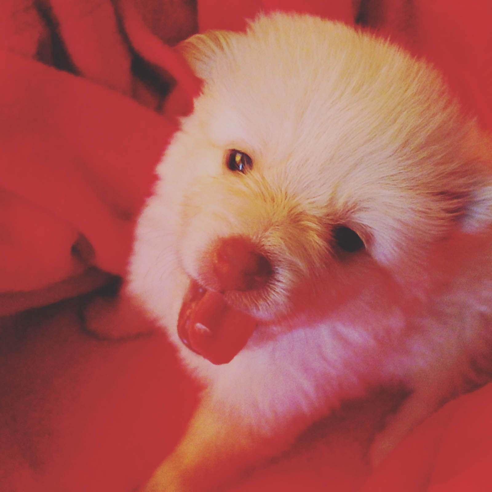 Trappings & Trimmings