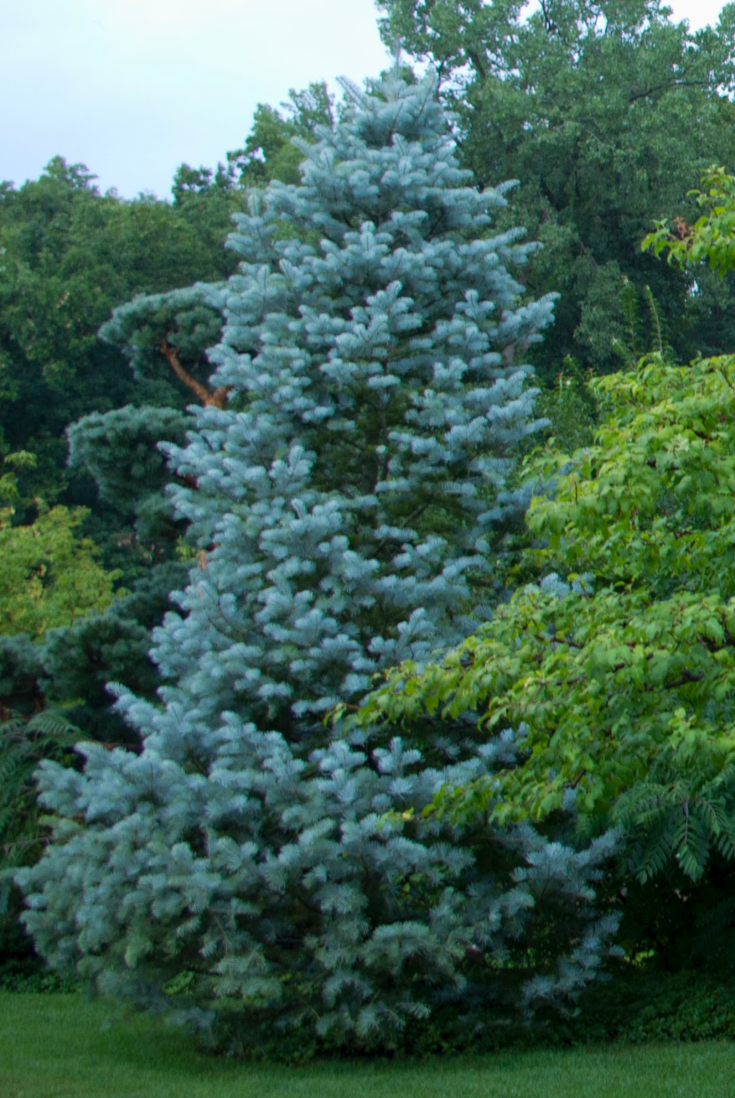 Blue+Spruce.jpg