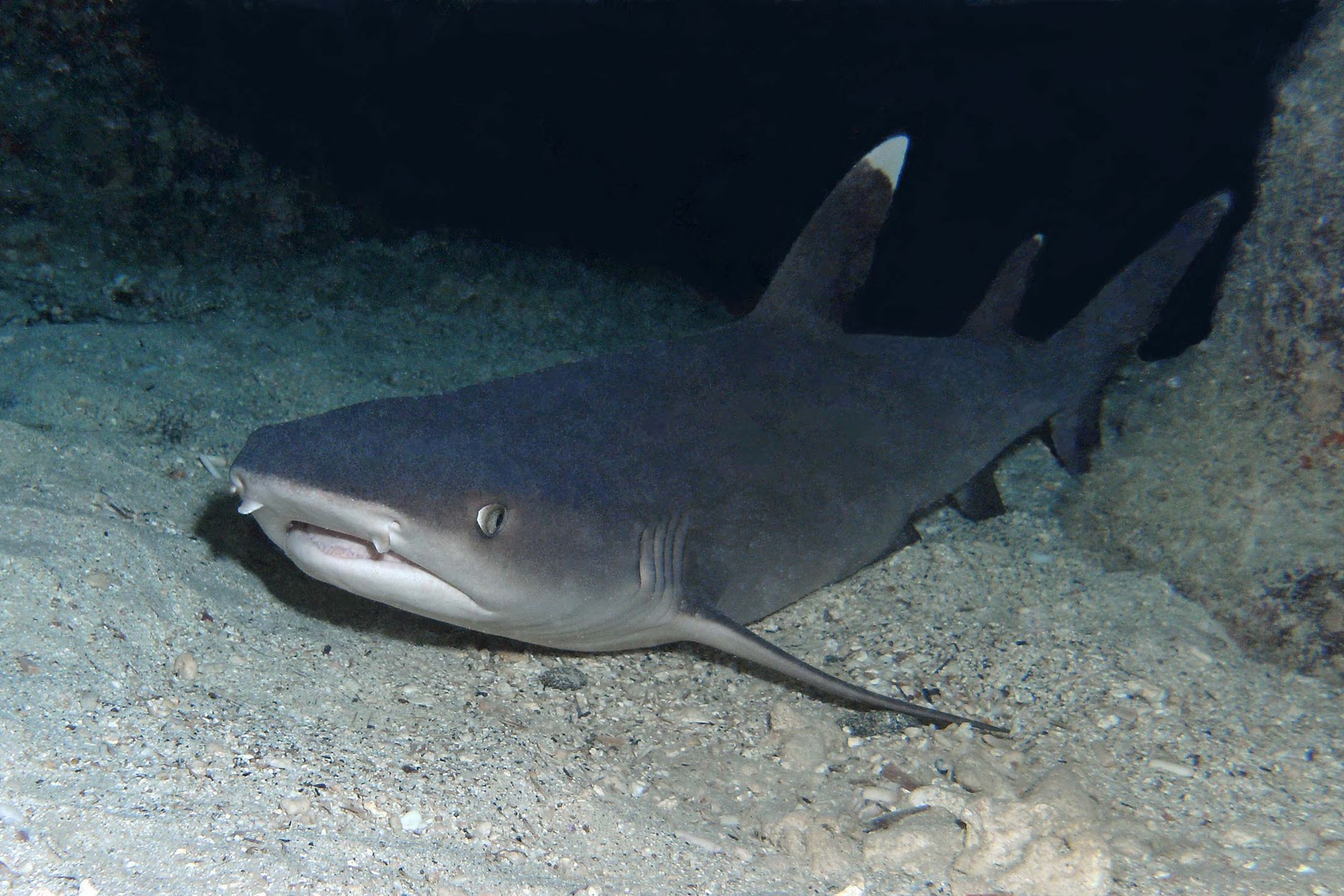 Diving the Kona Coast Whitetip Reef Sharks Abounding