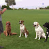 How To Train Your Dog Without Spending Money On Trainers