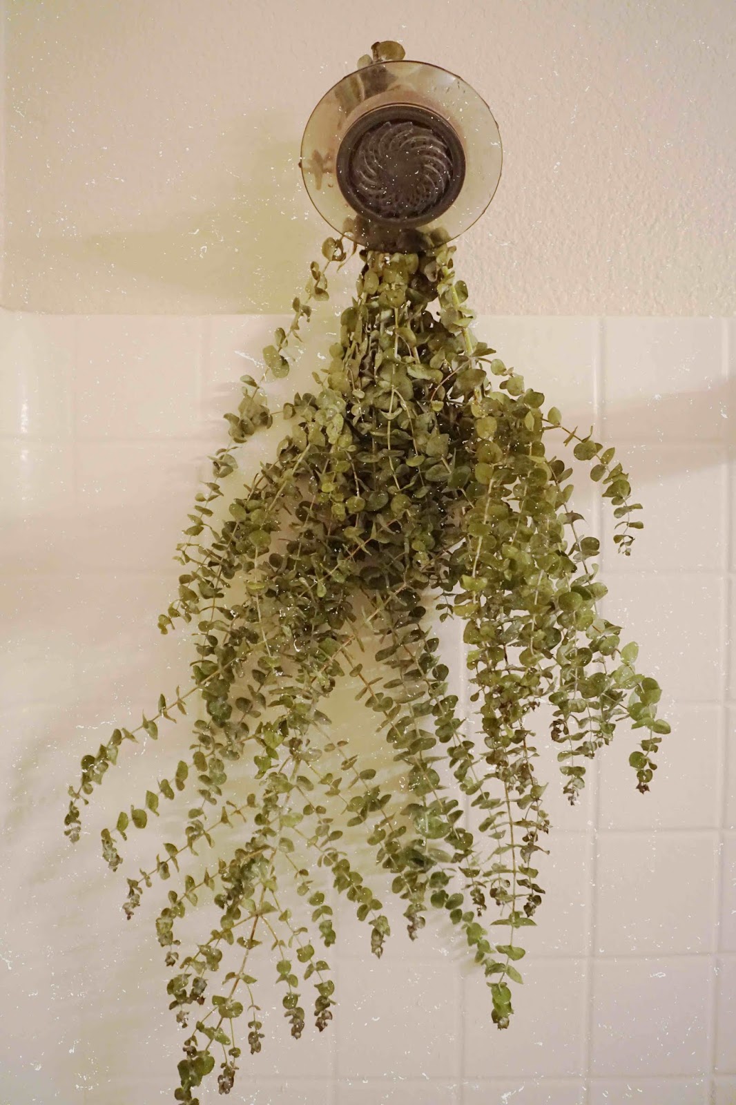 Fresh Eucalyptus Leaves How Long Does Eucalyptus Last in the Shower