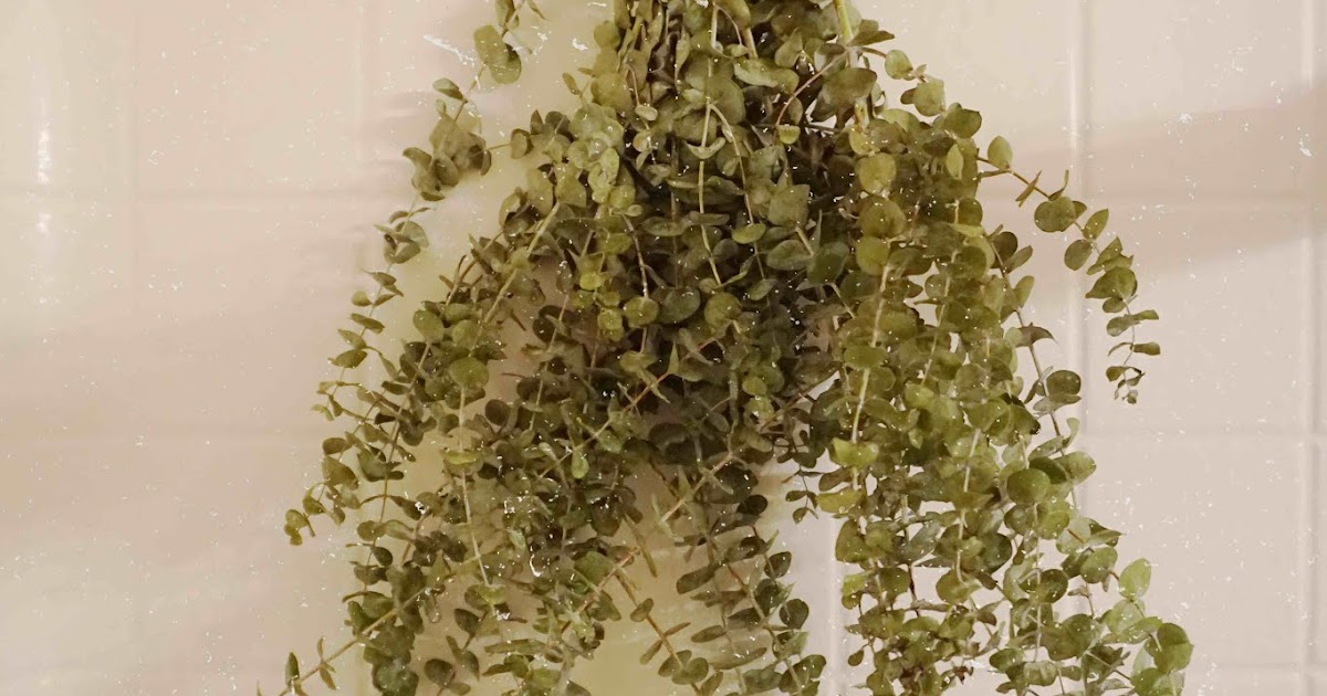Fresh Eucalyptus Leaves How Long Does Eucalyptus Last in the Shower