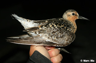 Calidris canutus