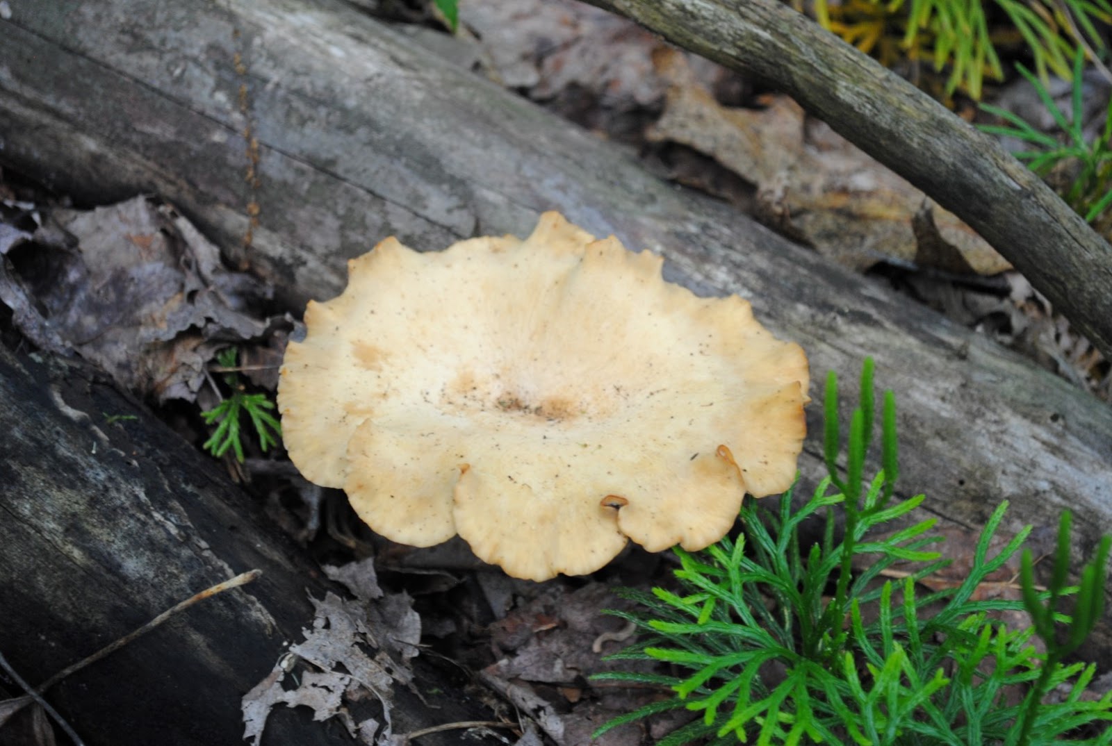 West Virginia Native WildflowersThe Big Year, 2013 End of June Hike