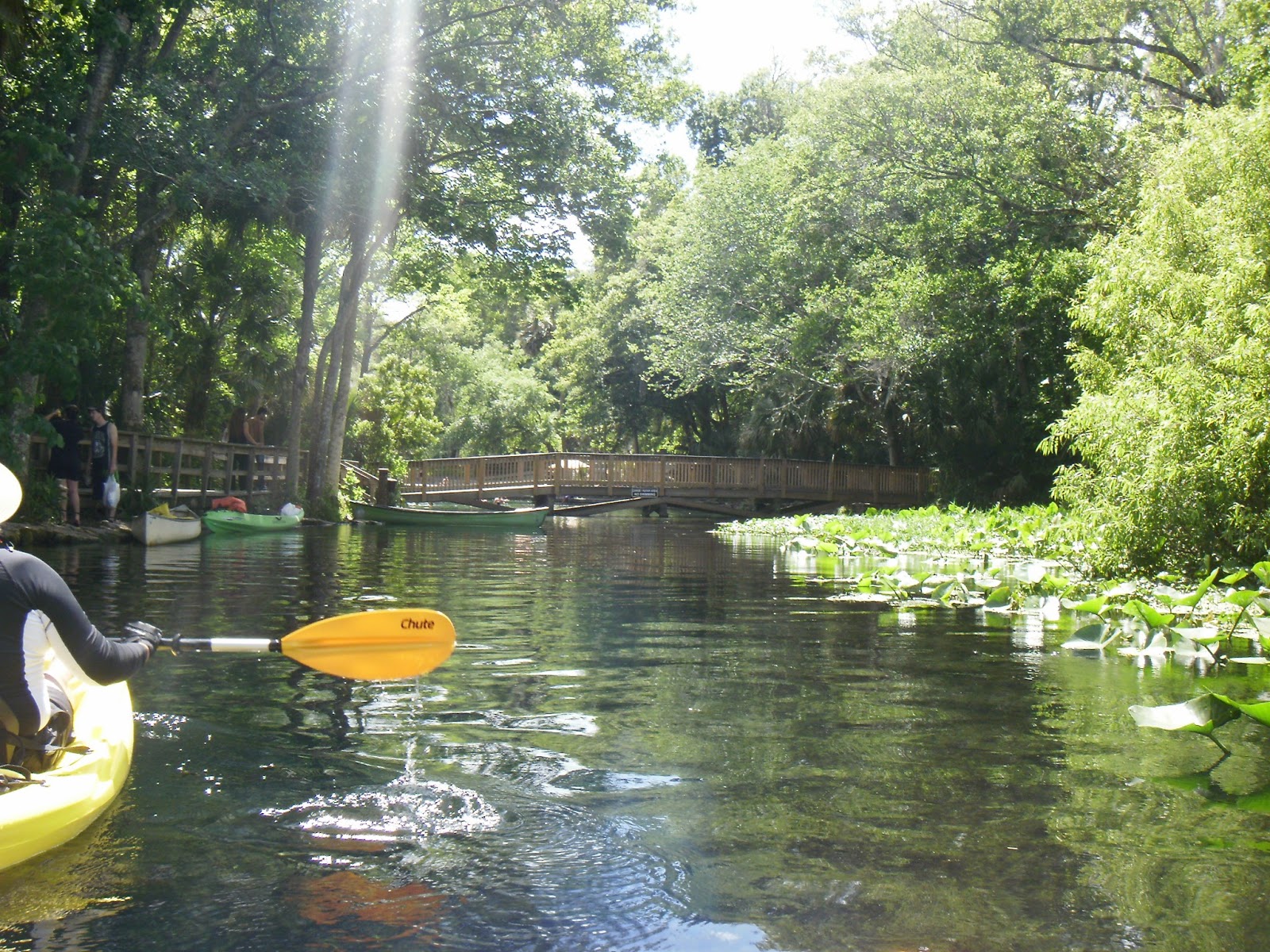 Kayaking Wekiva River & Rock Springs Run with Gators! When 140
