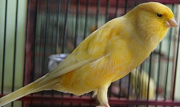 Burung Pedia 122 Daftar Harga Burung Kenari Semua Jenis Terbaru