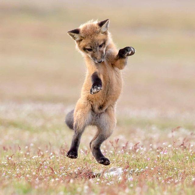 Dancing Fox Cub