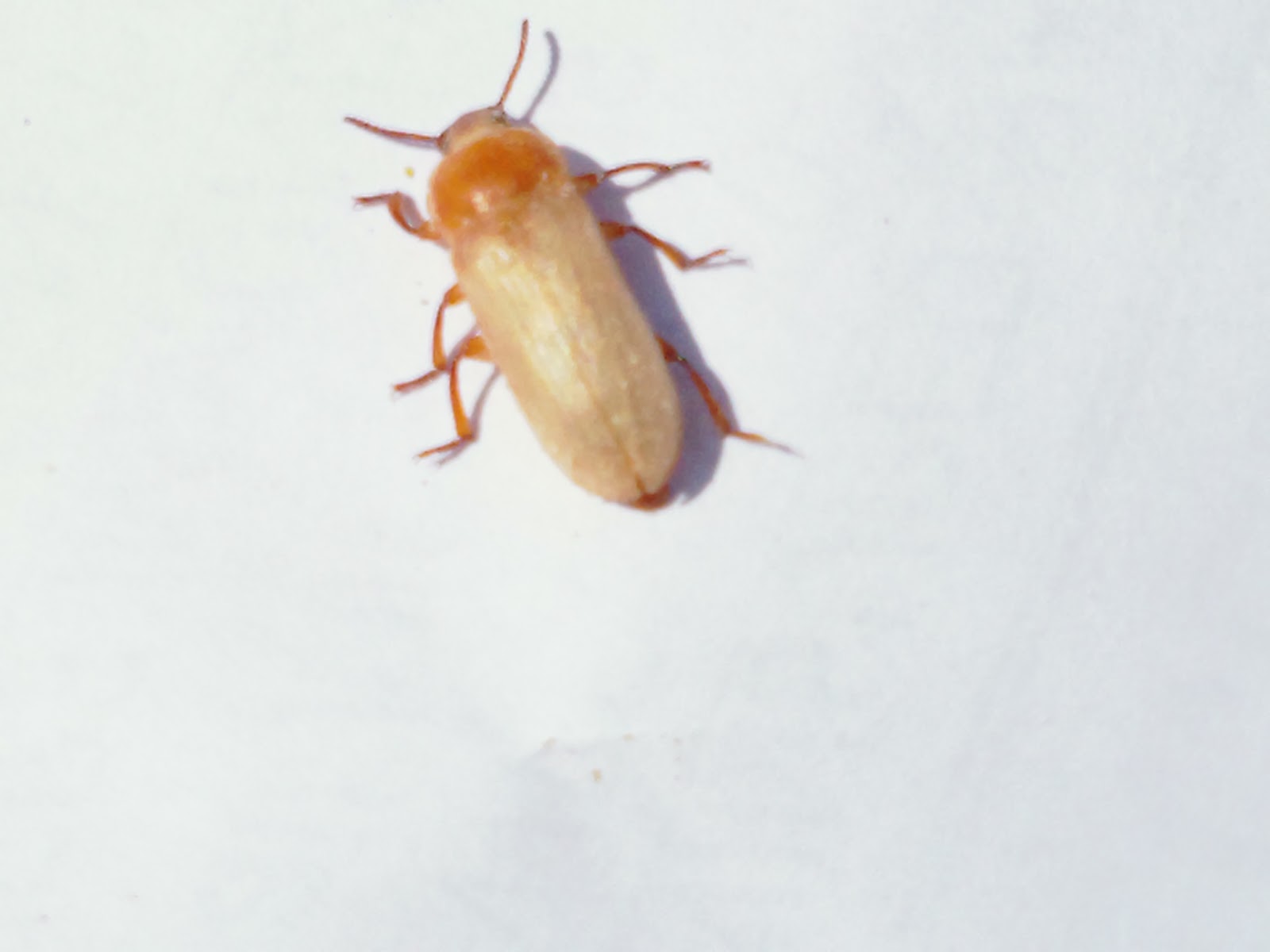 Fitzpatrick Farm Raising Mealworms