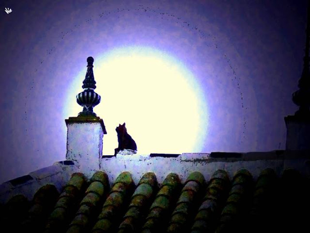 Resultado de imagen de gato sobre un tejado