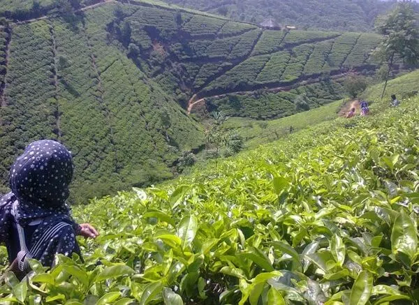 kebun teh