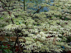 Acer palmatum "Ukigumo Floating Cloud" Japanese maple spring foliage by garden muses: a Toronto gardening blog 