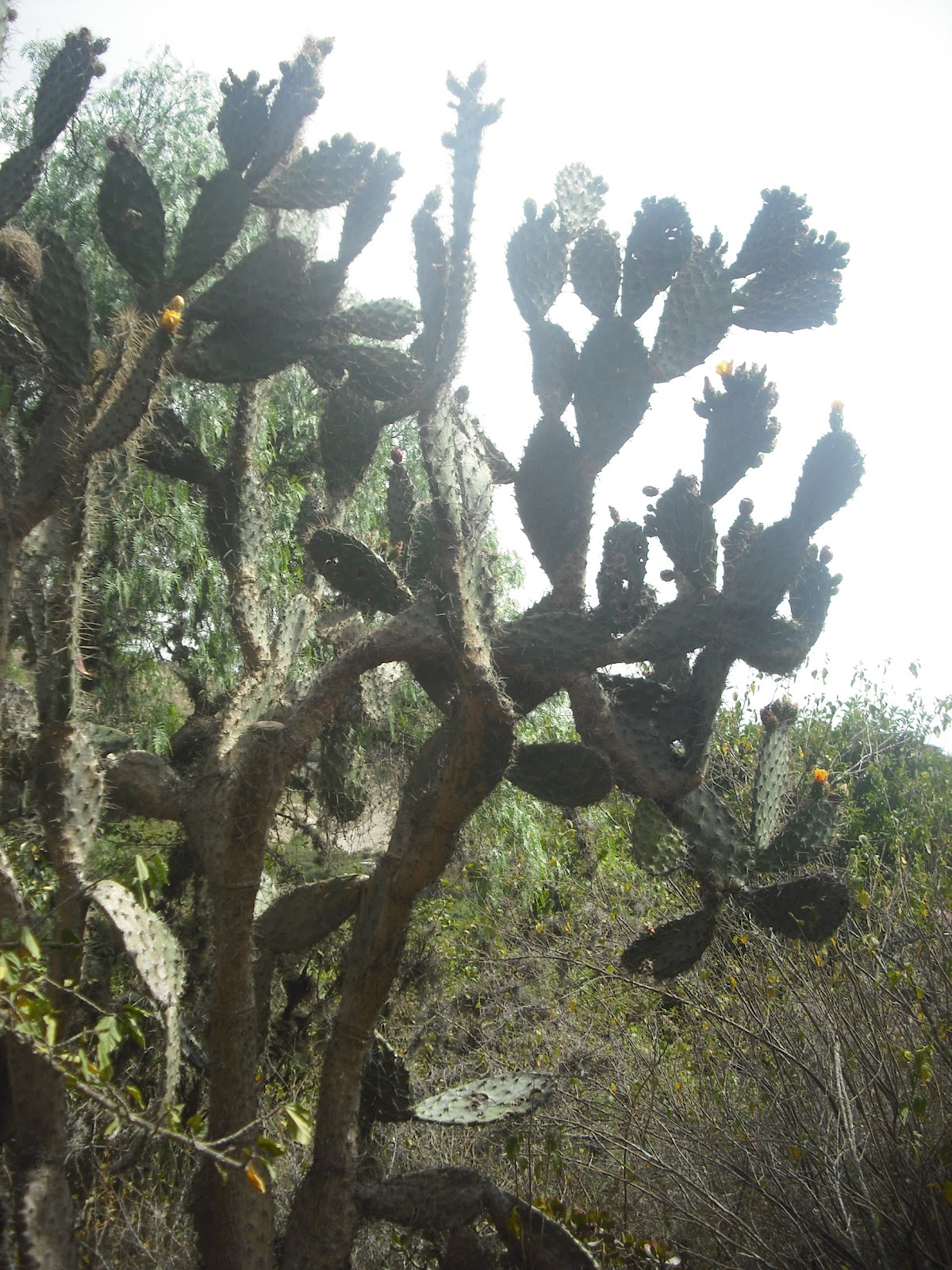Ecuador behind the walls Zoologico de Quito en Guayllabamba
