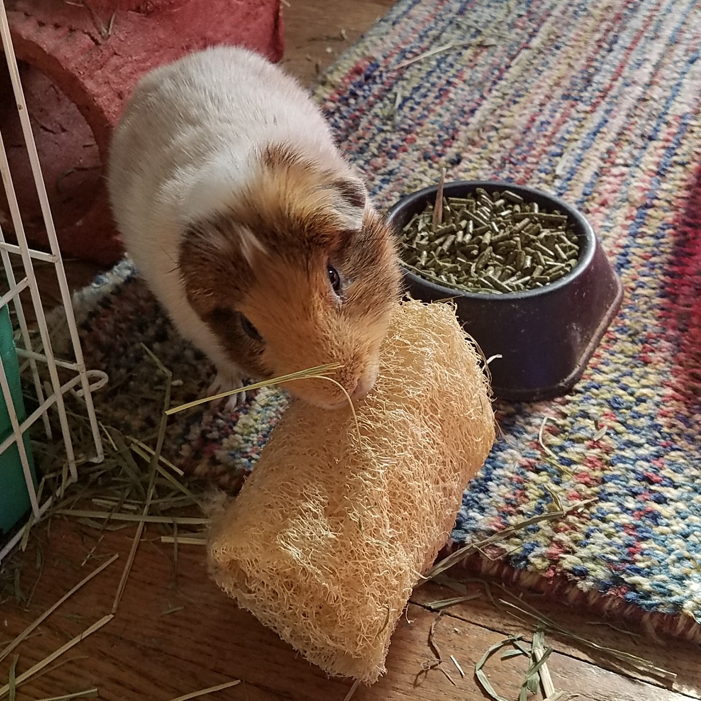 Cavy Savvy A Guinea Pig Blog Guinea Pig Product Review Small Pet