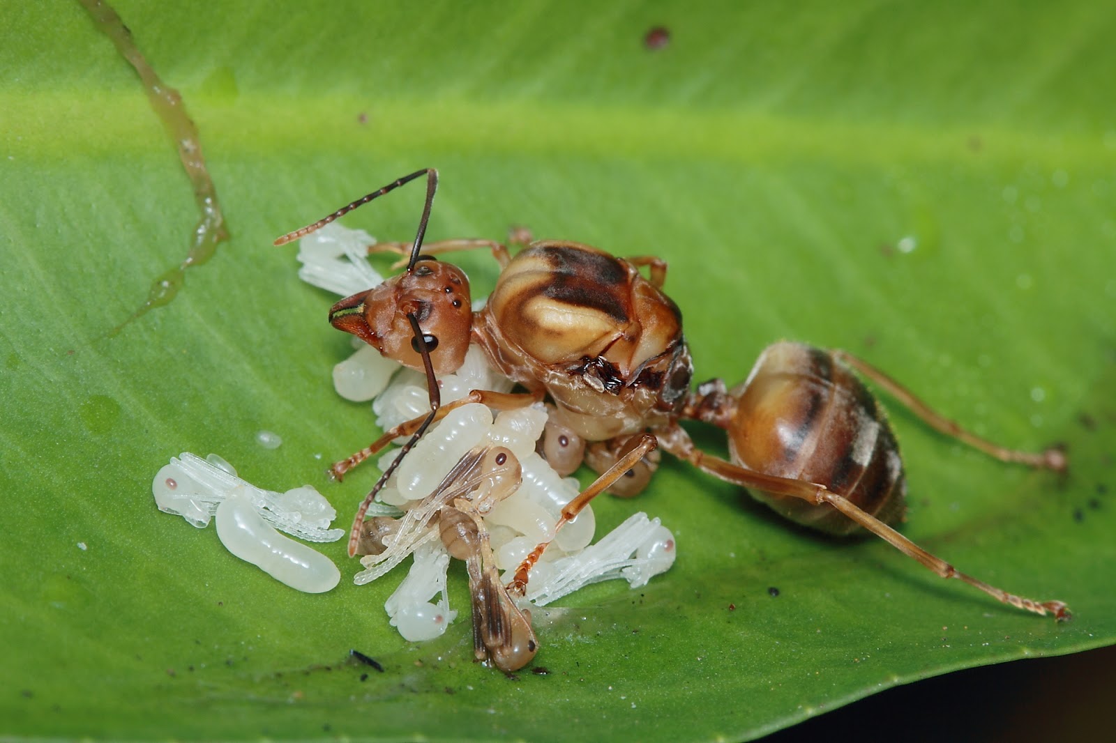 My Macro Journey Ants