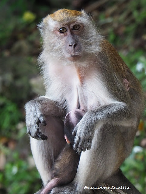 Macaco con su cría en Batu caves