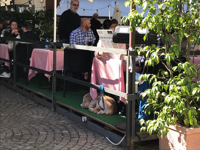 イタリア　ストレーザの町にあるオープンレストランにいる犬ずれのお客さん