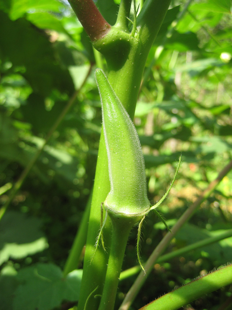 On Brangus Lane Zee Best okra