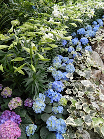 Allan Gardens Conservatory Easter Flower Show drift white lillies blue hydrangeas by garden muses: a Toronto gardening blog