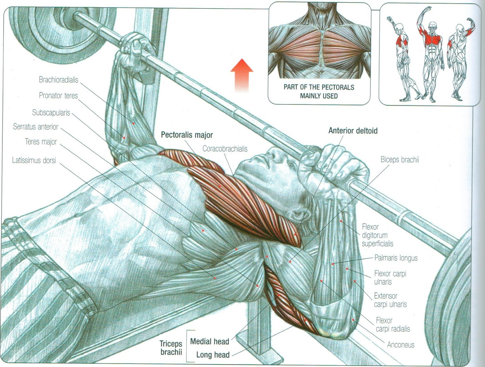 Chest Barbell Training Routines For Men Bodydulding