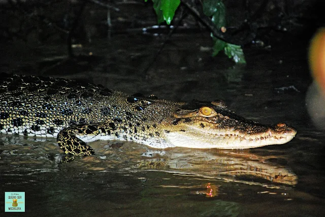 Cocodrilo en el río Kinabatangan, Borneo (Malasia)