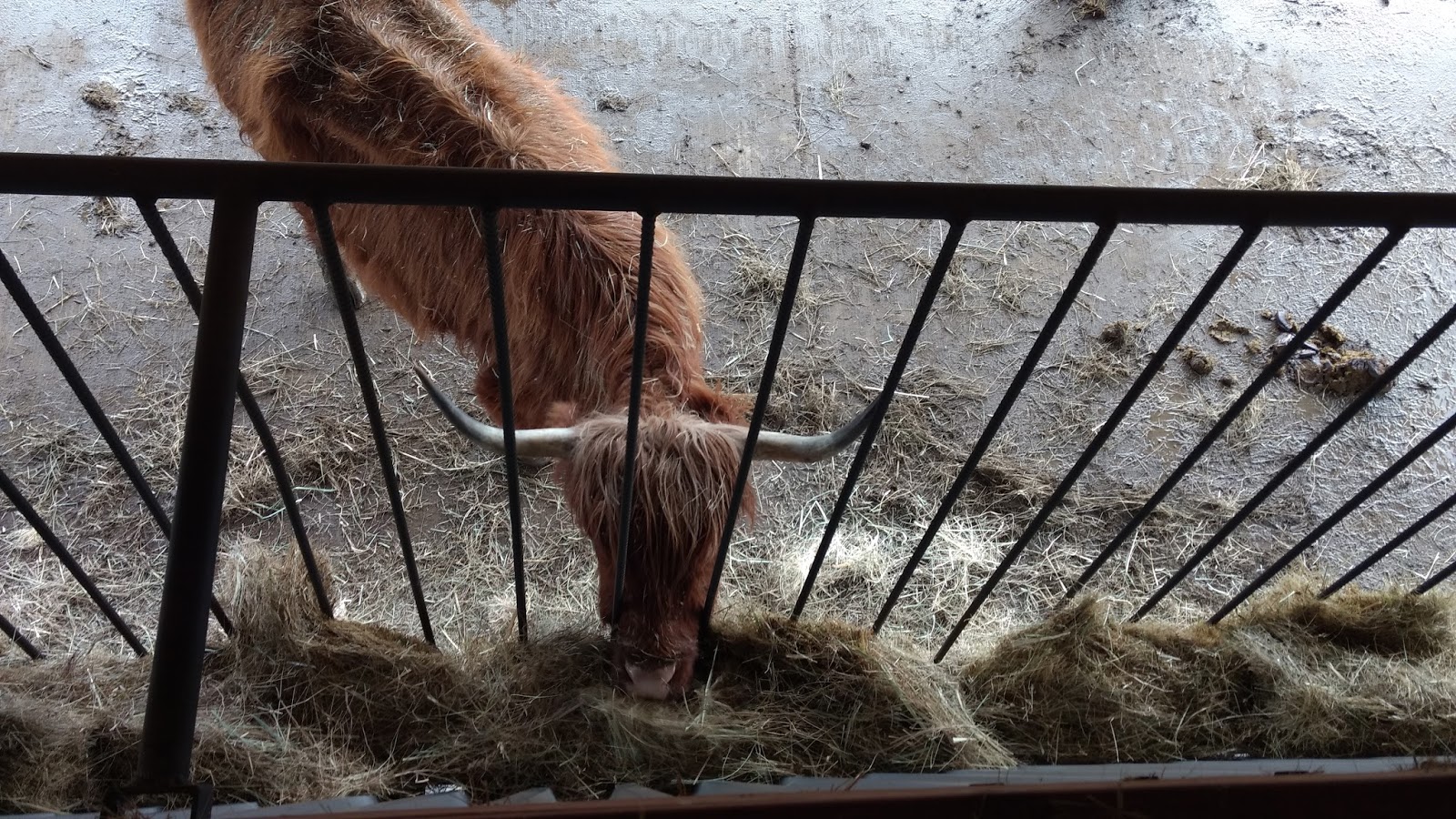 Asman Highland Cattle Horned cattle hay feeder