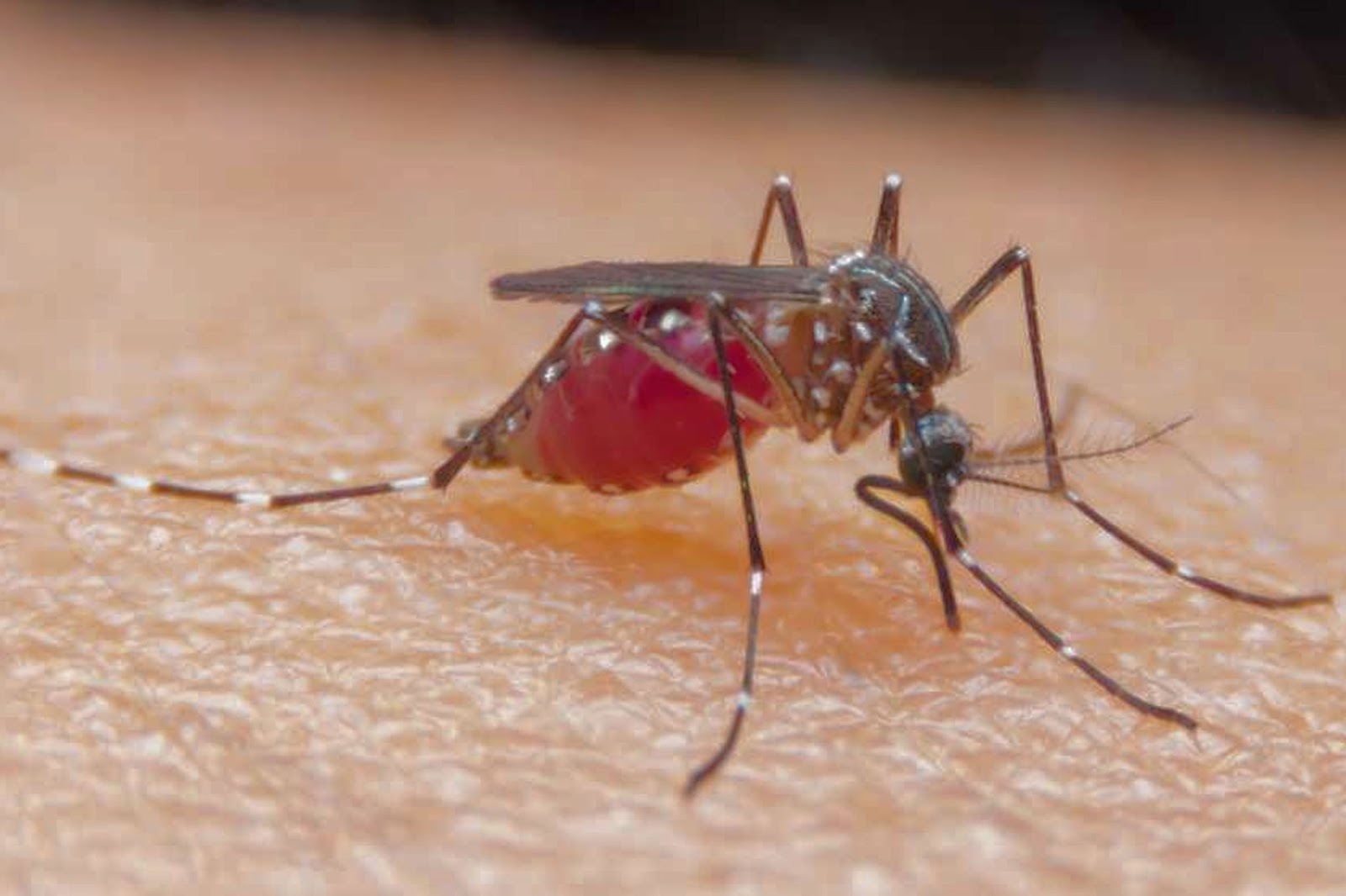 Малярия укусы комаров. Укус малярии малярийный комар. Малярийный комар кусает. Малярийный комар в Африке.