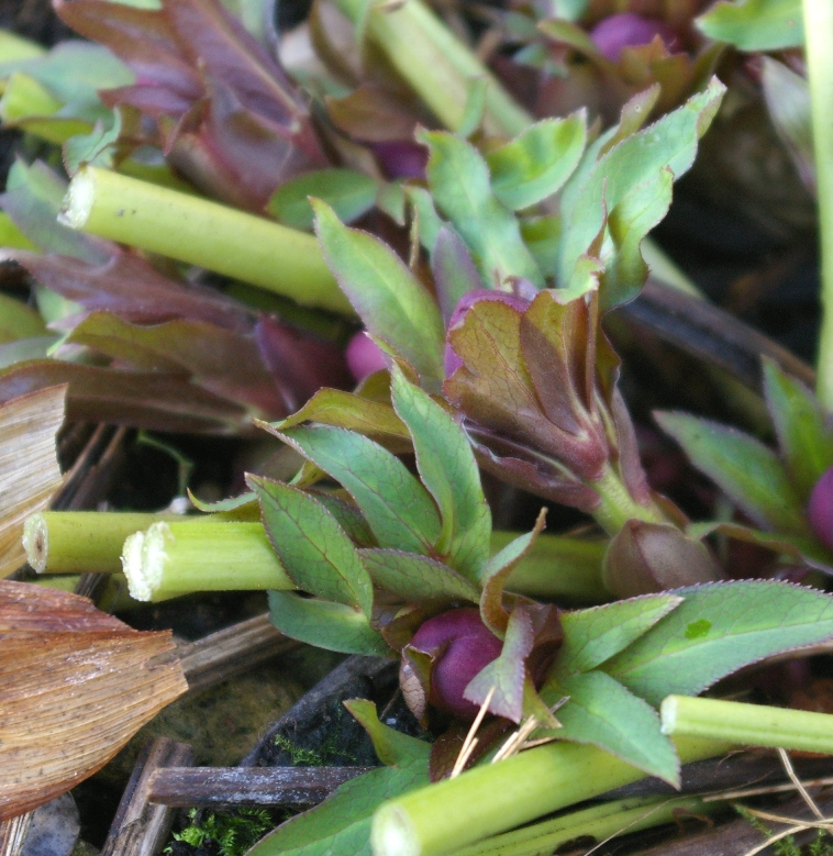 John Grimshaw's Garden Diary Cuttingback hellebores