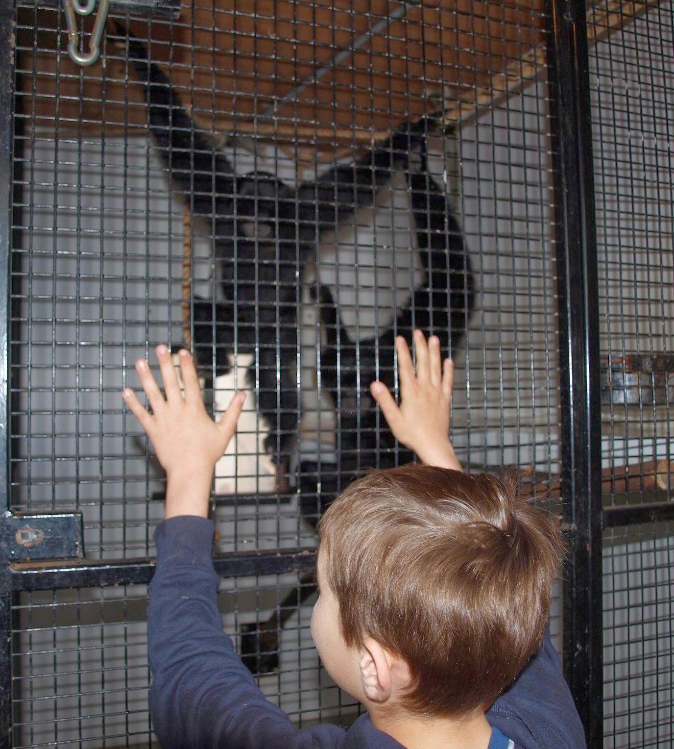 , Meeting the Funky Gibbons at Manor House Wildlife Park #CountryKids