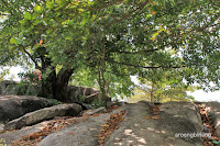 pantai tanjung tinggi