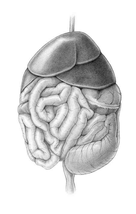 AnkatsArt: Digestive system of the rat