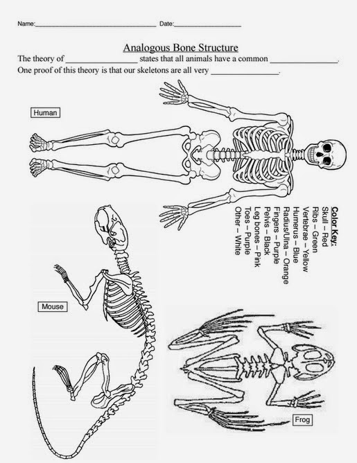 Teaching the Kid: Bones, Bones, Analogous Bones.