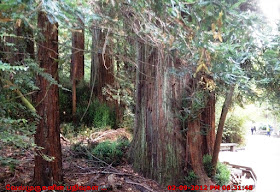 SFO Redwood forest