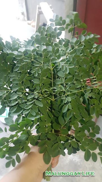the efficacy of malunggay leaves decoction 9 research-backed facts you probably the powdered form of malunggay leaves can control and regulate human subjects to test malunggay's efficacy as a. the efficacy of malunggay leaves decoction 9 research-backed facts you probably the powdered form of malunggay leaves can control and regulate human subjects to test malunggay's efficacy as a.