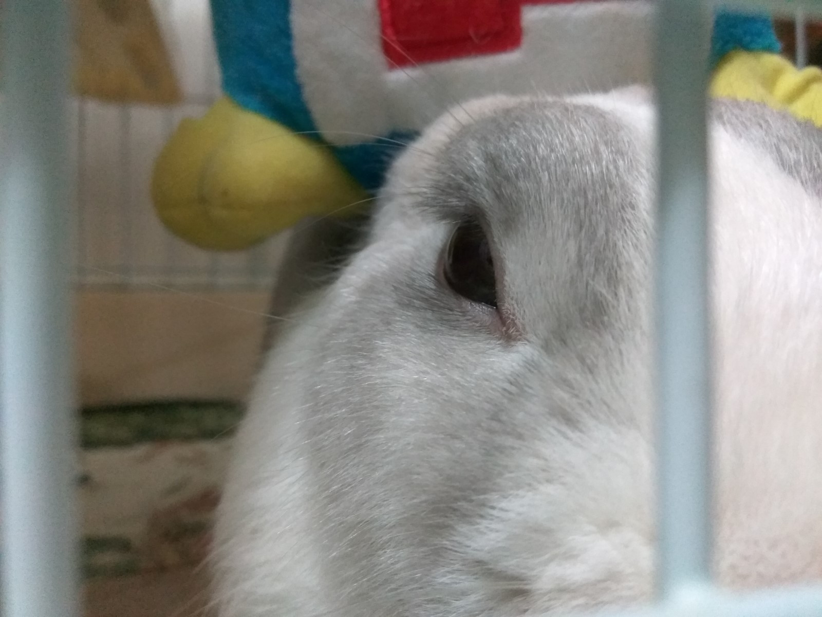 布丁的新室友～