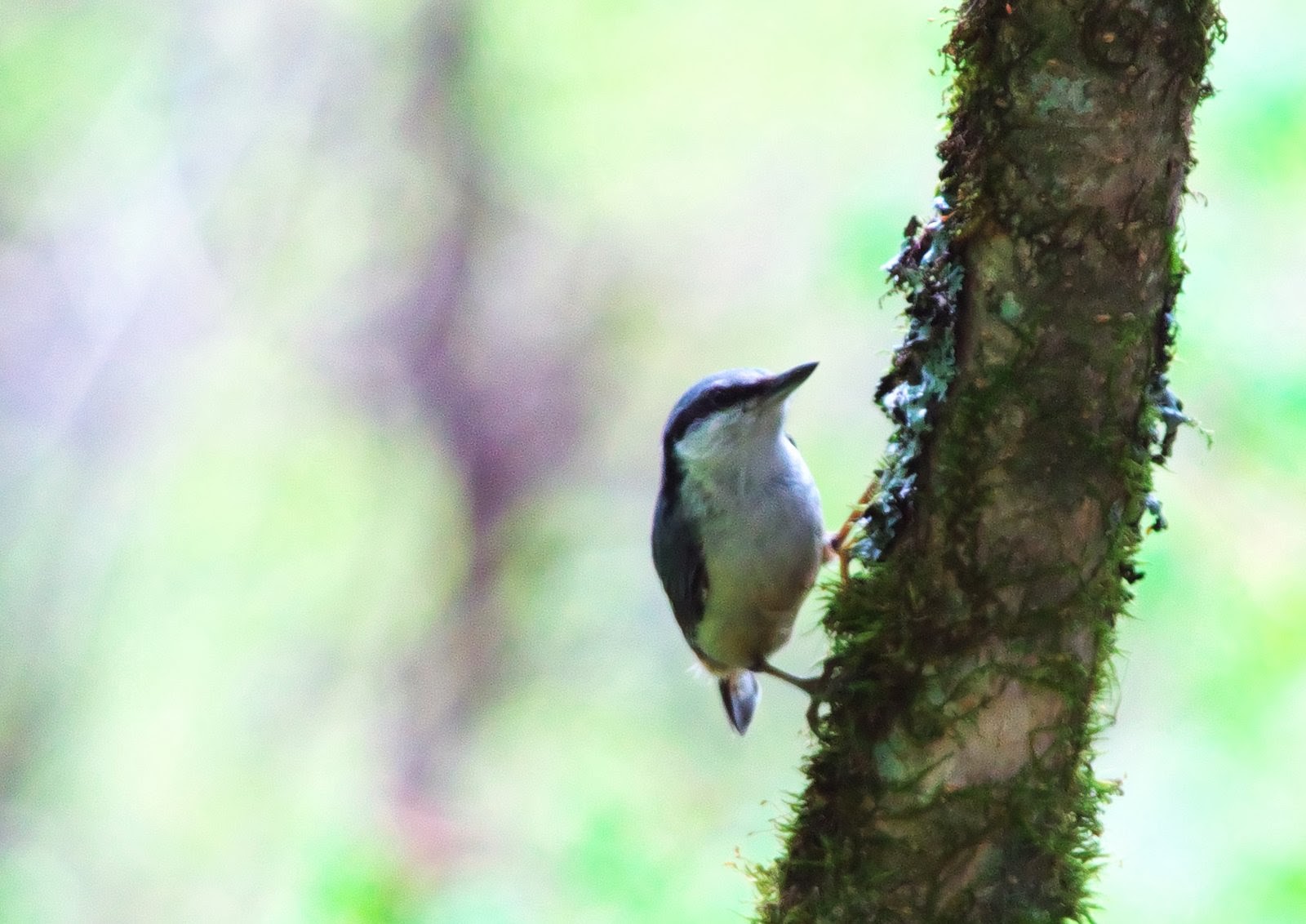 活性炭を正しい方法で使用していますか?