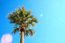 Palm Trees - I miss them.