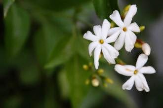 معلومات عن زهرة الياسمين