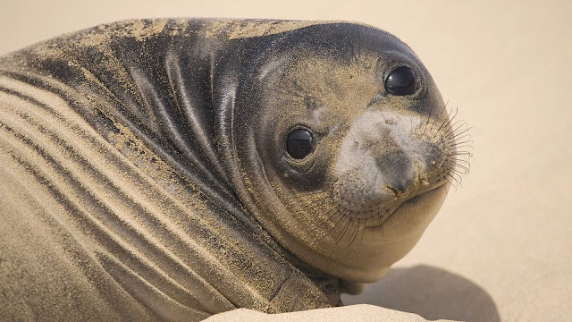 Beautiful close up photo of a big fat seal on the beach covered with sand