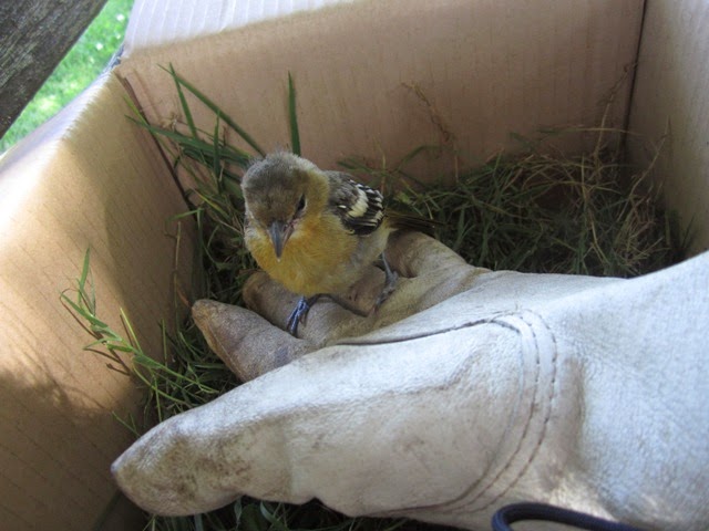 Molly's Kitchen: Baby Baltimore Oriole