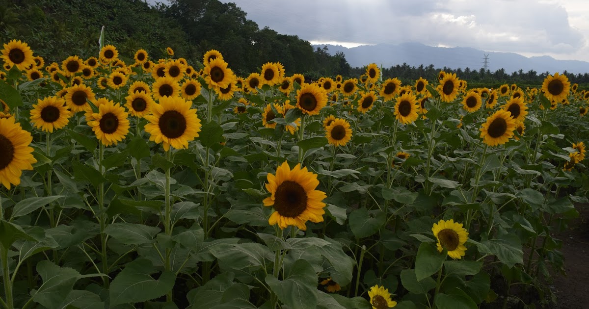 Drew Garcia Travel adventures Sunflower farm in Tupi, South Cotabato